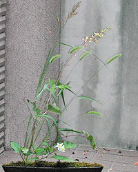 野外研修2